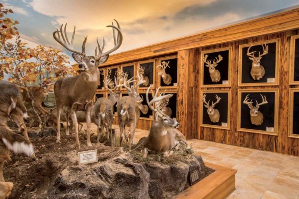 Wildlife Galleries - Bucks and Bulls