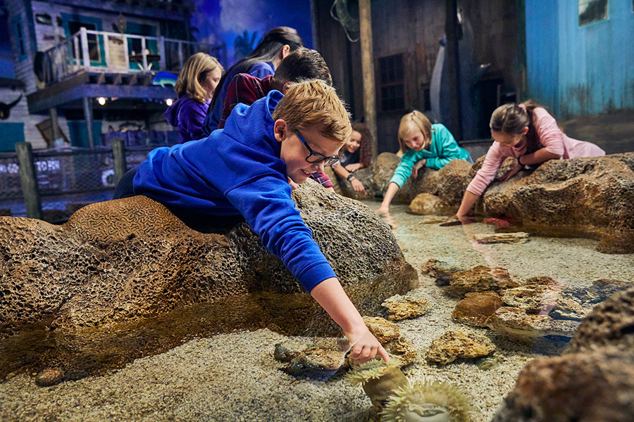 Image of young boy reaching into a touch tank of invertibrates at Wonders of Wildlife.