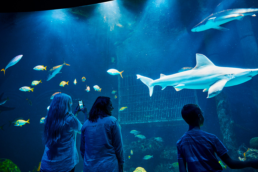 A group of guests look on into the Out to Sea exhibit where several sharks and fish swim around.