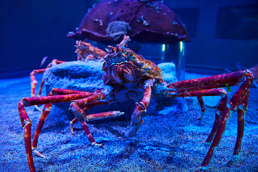 2021_WOW_AquariumAdventure_Seashells&Marvels_4