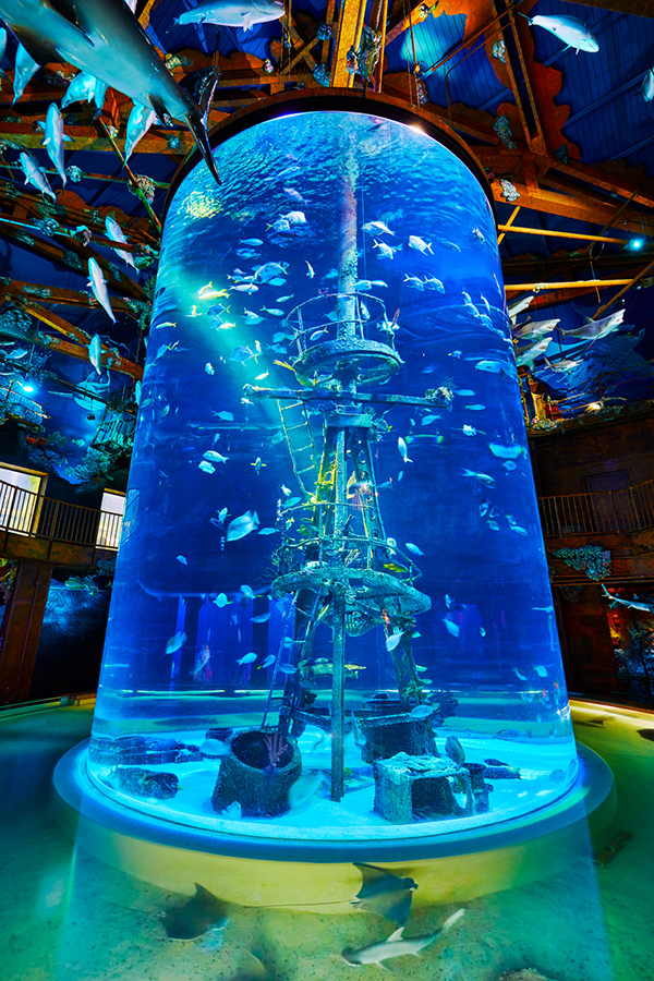 2024_WOW_ExhibitHeader_ShipwreckReef_600x900