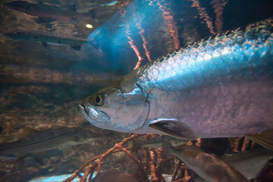 A silver tarpon within the Mangrove exhibit of Wonders of WIldlife.