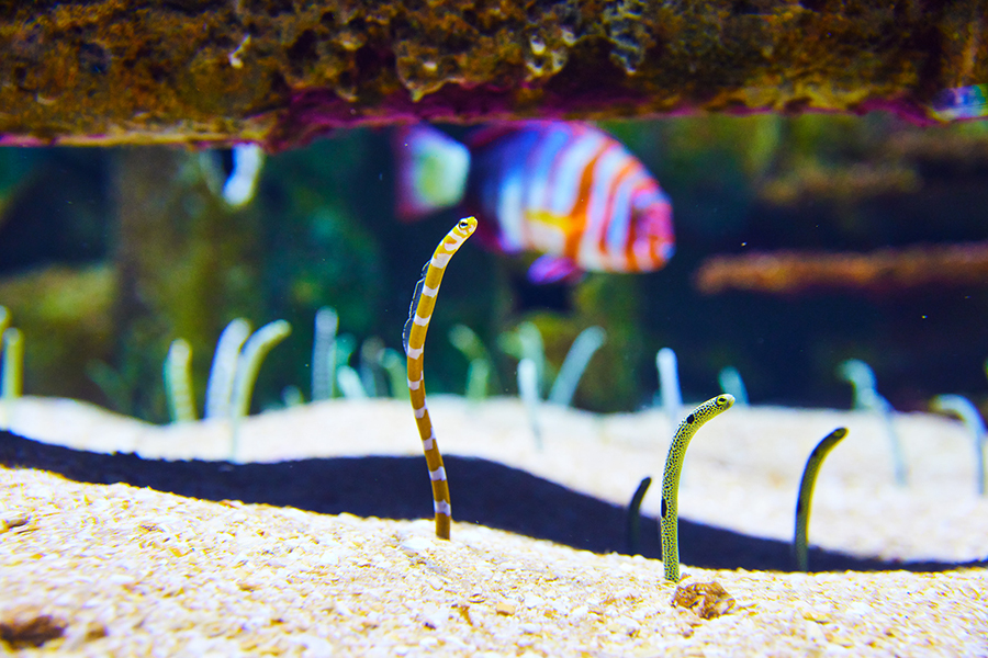 2024_WOW_ExhibitImage_Shipwreck2_900x600