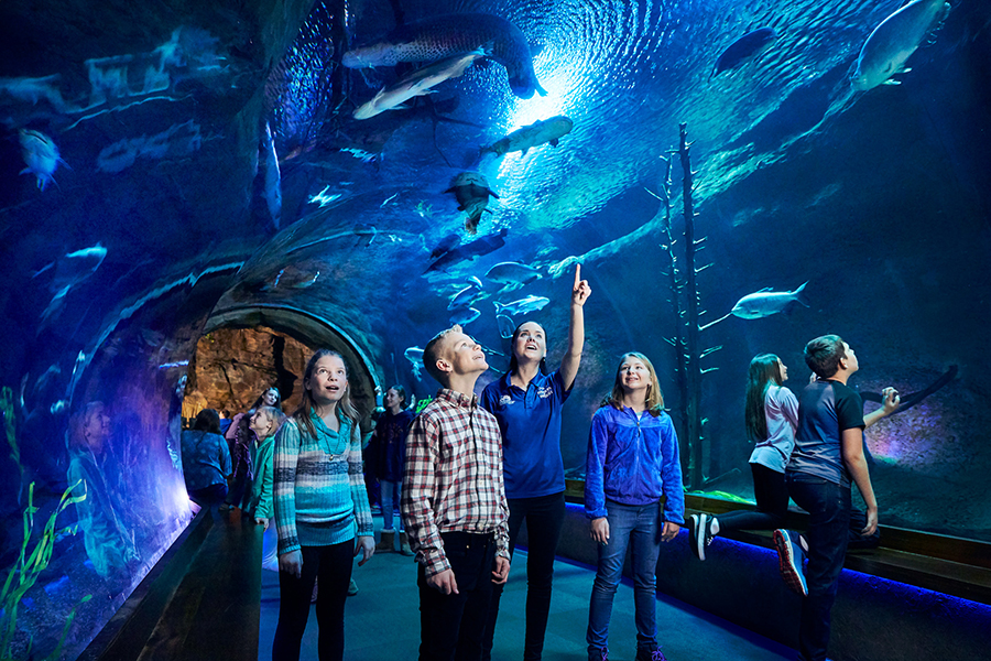 A photo of a group of young guests at Wonders of Wildlife looking up at water tunnel where large fish swim overhead and around them.
