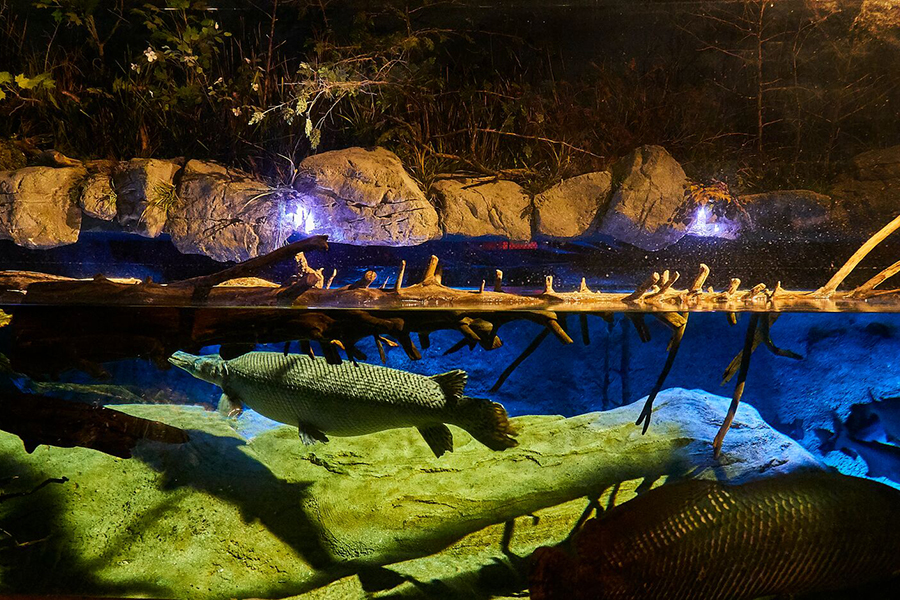 A photo from the top side of the River Monster exhibit where a large sturgeon is swimming through the water.