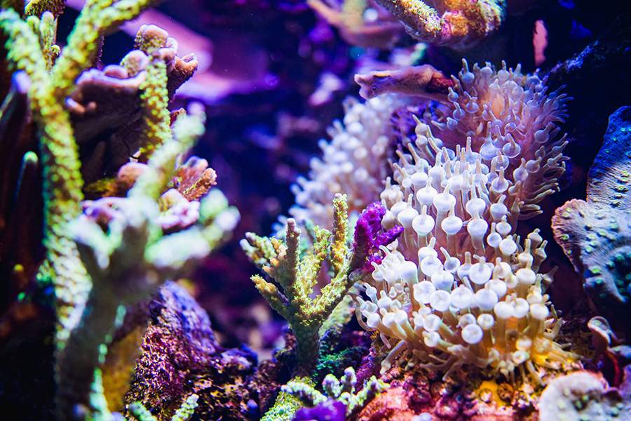 A close up photo of some coral and reef in the Marvels of the Deep exhibit at Wonders of Wildlife.