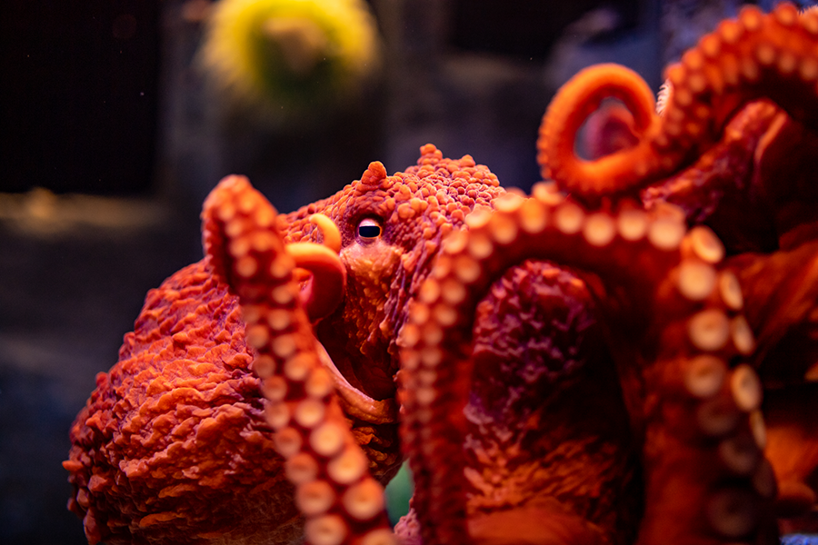 A closeup photo of a great Pacific octopus at Wonders of Wildlife.