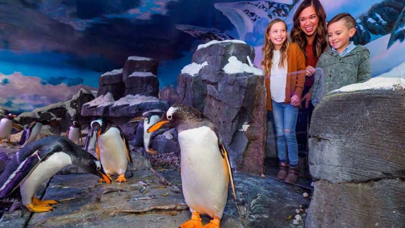 Children and a mother smile as they look over the gentoo penguins in the Arctic Cove exhibit.