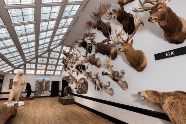The Boone and Crockett Club Exhibit at Wonders of Wildlife
