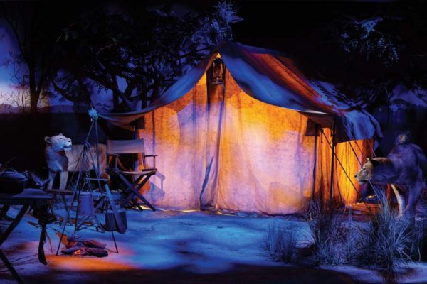 Wildlife Galleries Africa at Night