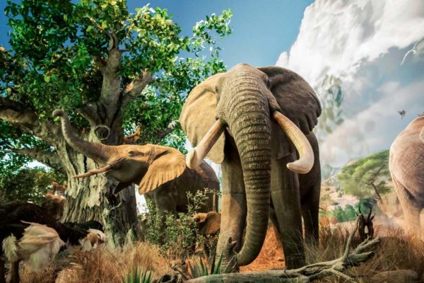 Wildlife Galleries - Great African Hall - Elephants