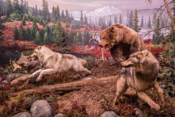 Wildlife Galleries - Denali National Park