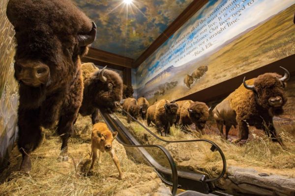 Wildlife Galleries Native American Gallery Entrance