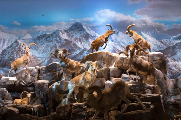 Wildlife Galleries - Sheep Mountain