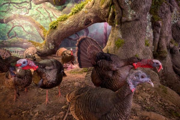 Wildlife Galleries - Game Birds