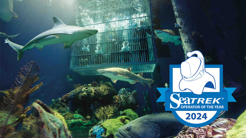 Several sharks swim around the dive cage with some guests inside. SeaTrek Operator of the Year 2024