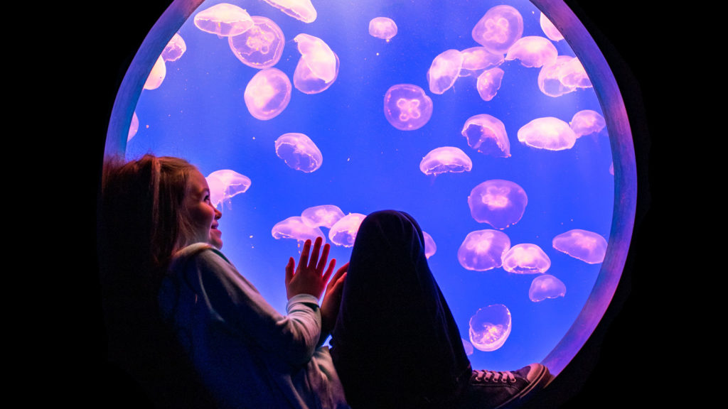 Girl Round Jellyfish