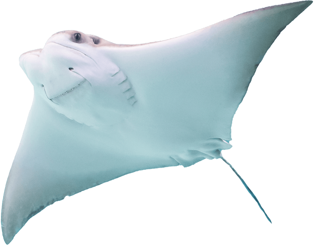 Sting Ray
