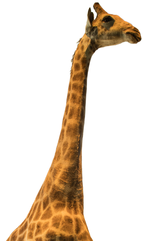 Giraffe_crop