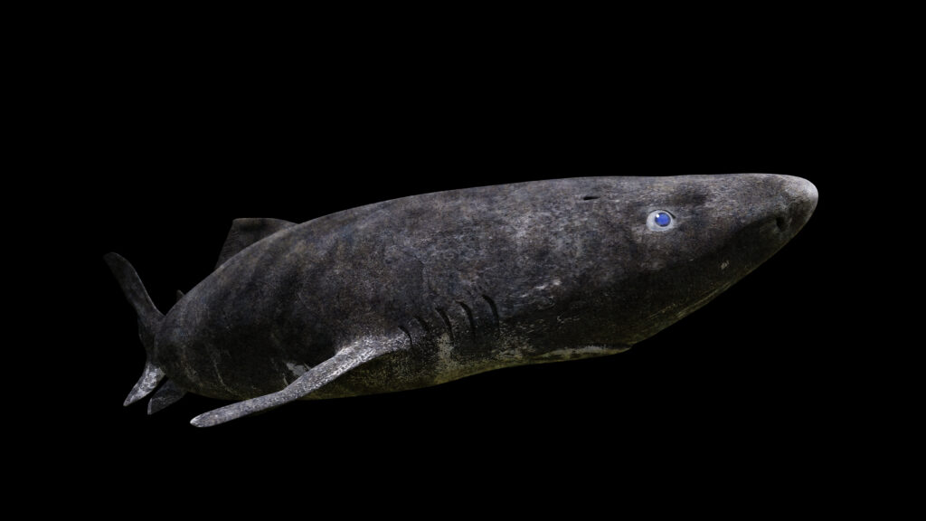 Greenland Shark