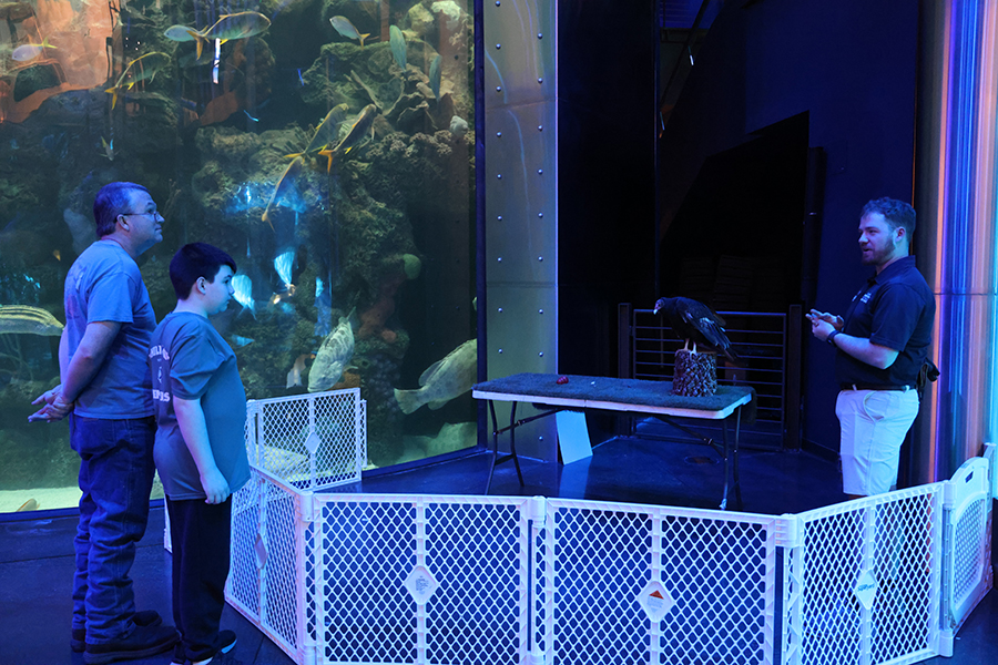 A staff member showing guests a turkey vulture