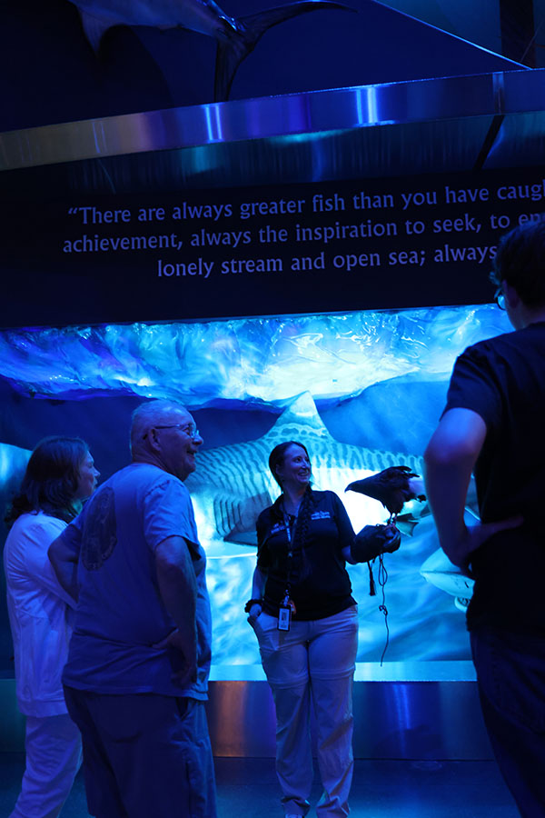 Guests admiring a hawk