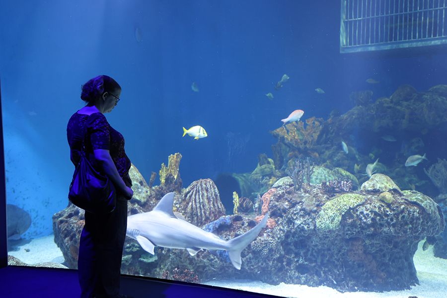 A guest admires the Lower Out To Sea exhibt and the sharks inside.