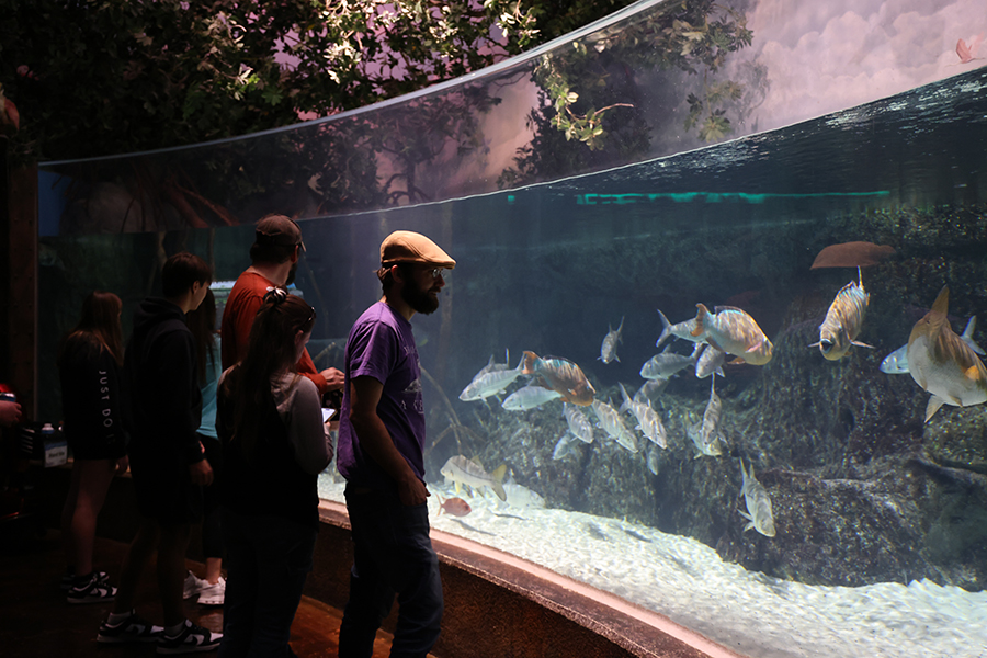 Guests admire different species of fish in the Mangroves exhibit.