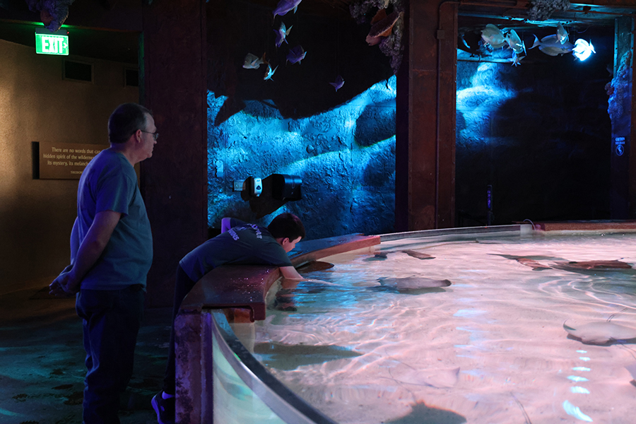 Guests enjoy the Stingray Touch exhibit.