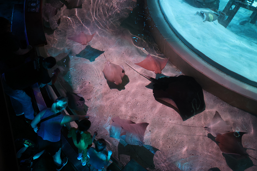 Guests are seen admiring the rays and sharks from above.