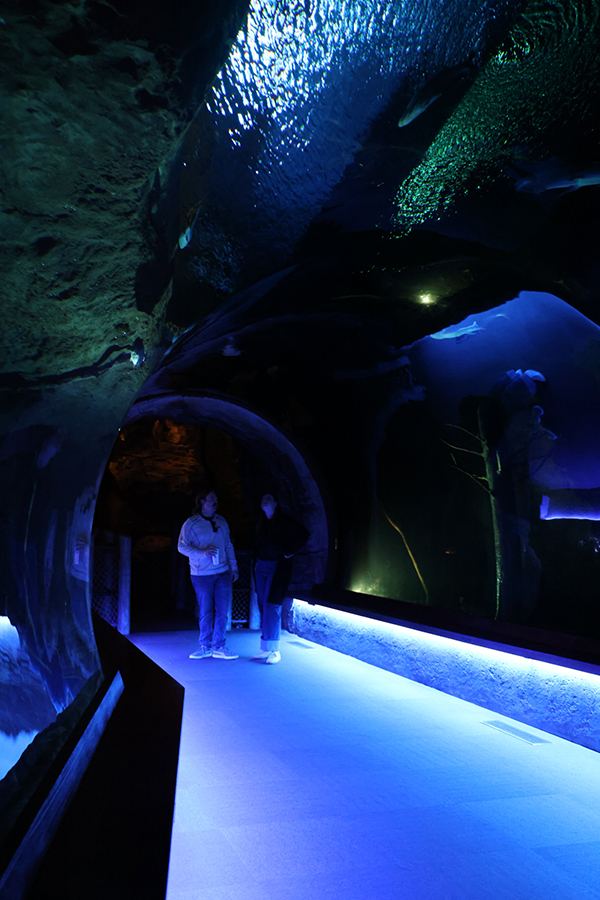 Guests admire the fish all around them while walking through an underwater tunnel.