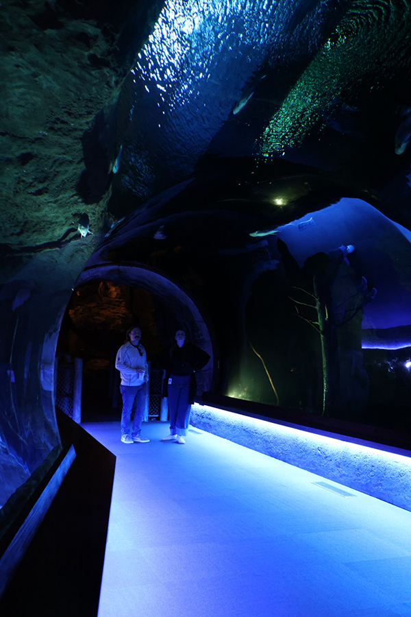 Guests admire the fish all around them while walking through an underwater tunnel.