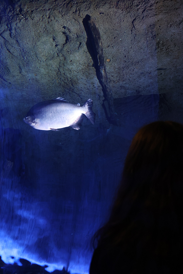 A fish can be seen from below as it swims overhead.