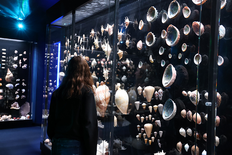 A guest examines the wall of sea shells in the collection.