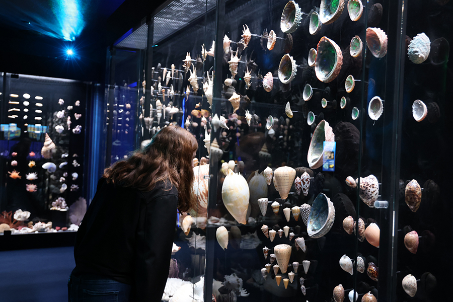 A guest examines the wall of sea shells in the collection.