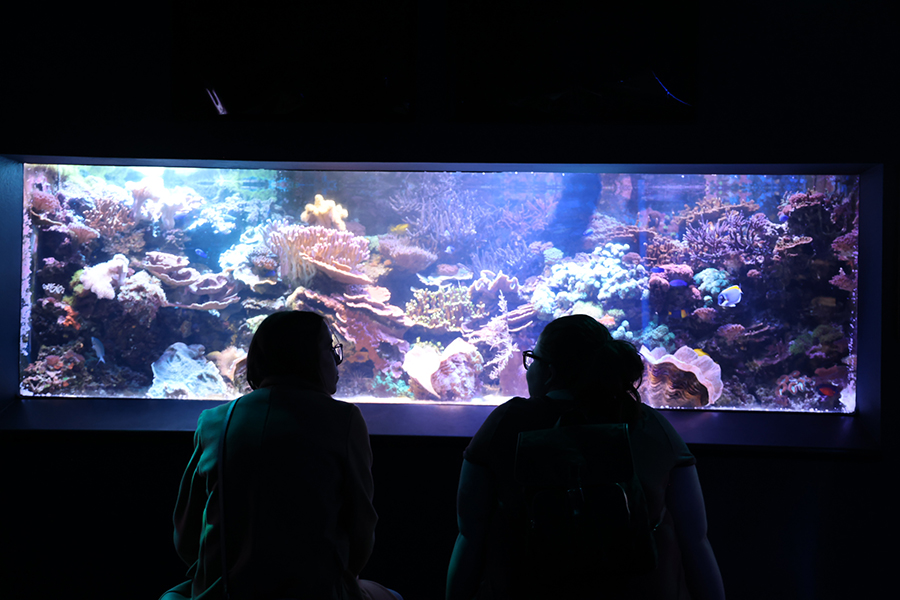 Two guests admire the collection of live coral.