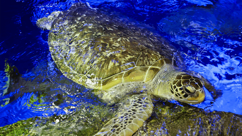 A green sea turtle breaching the water at Wonders of Wildlife.