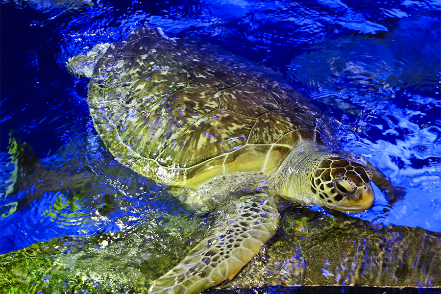 A green sea turtle breaching the water at Wonders of Wildlife.