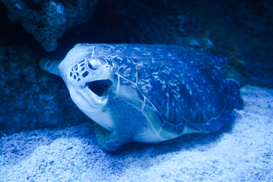 2025_WOW_AnimalCatalog_GreenSeaTurtle_2_900x600