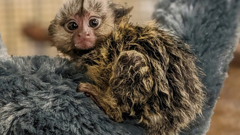 A marmoset looks at the camera while perched on a branch.