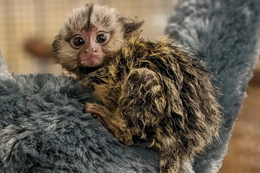 A marmoset looks at the camera while perched on a branch.