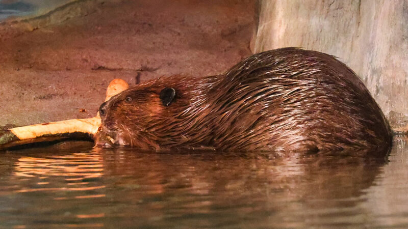 An American beaver gnaws on some wood in the water.