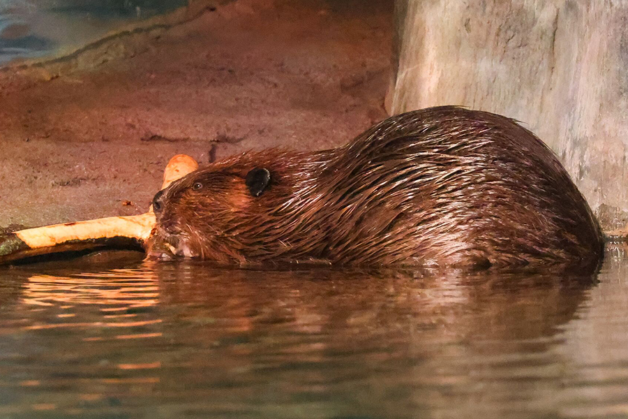 An American beaver gnaws on some wood in the water.