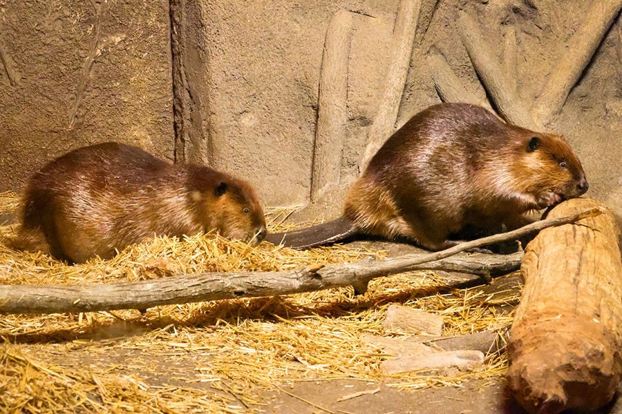 2025_WOW_AnimalCatalog_AmericanBeaver_2_900x600