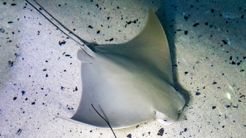A cownose ray swimming through the water