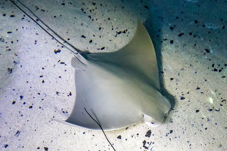 A cownose ray swimming through the water