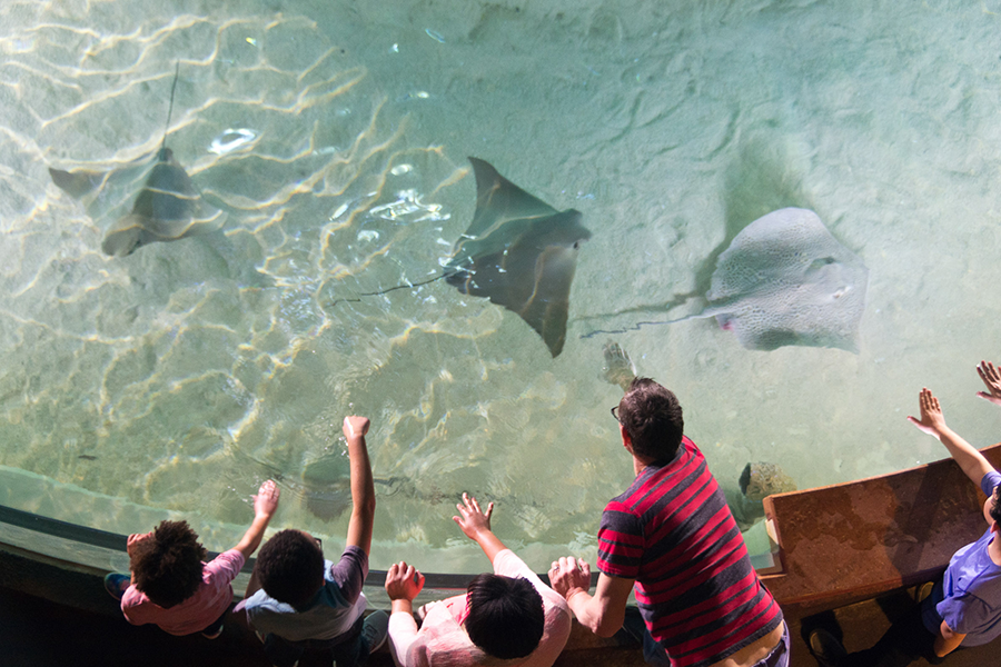 A collection of cownose rays swimming through the Sting Ray Touch exhibit with children reaching out to touch them.