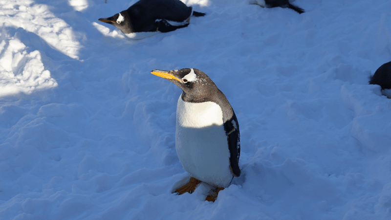 A gentoo penguin standing in the snow.