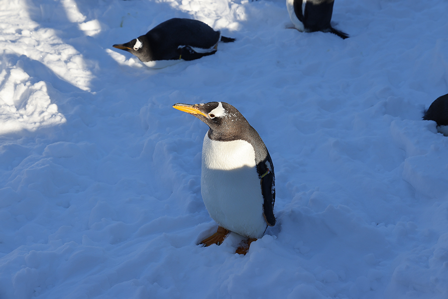 A gentoo penguin standing in the snow.