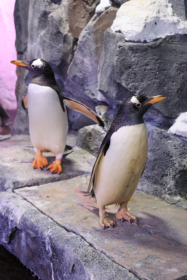 2025_WOW_AnimalCatalog_GentooPenguin_2_600x900